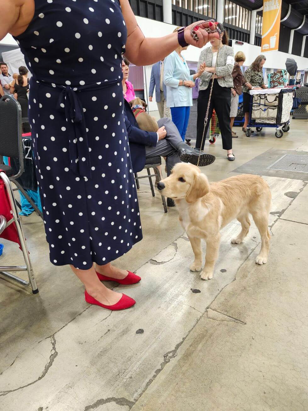 3: Jupiter Tequesta Dog Club Dog Show “Paw Prints In The Sand”, July 12-14, 2024, West Palm Beach, FL