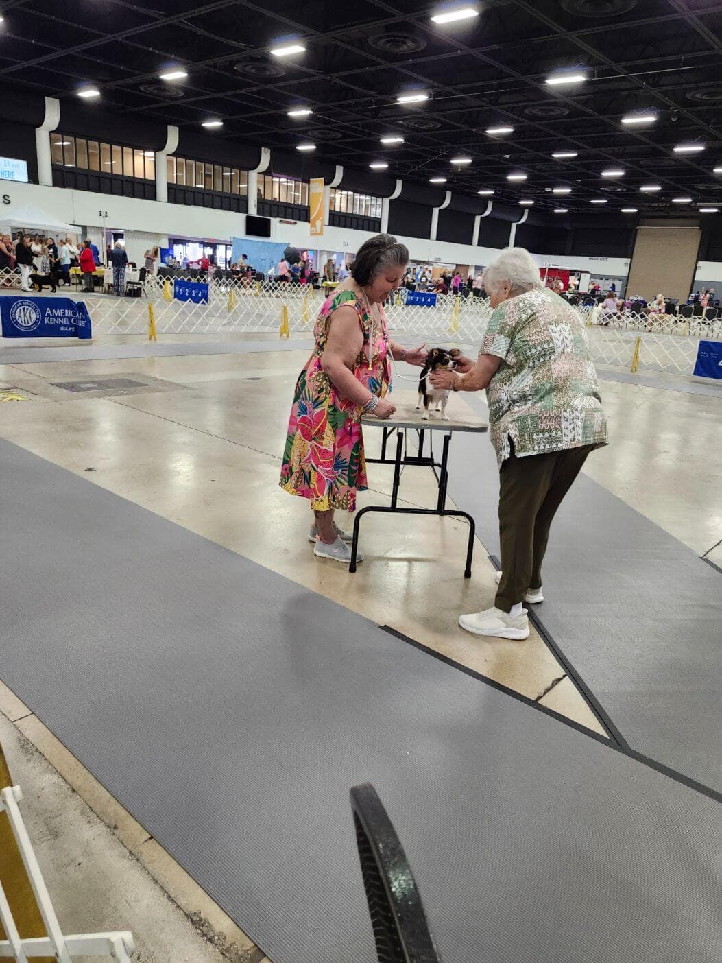 7: Jupiter Tequesta Dog Club Dog Show “Paw Prints In The Sand”, July 12-14, 2024, West Palm Beach, FL