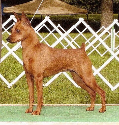 A lovely Min Pin