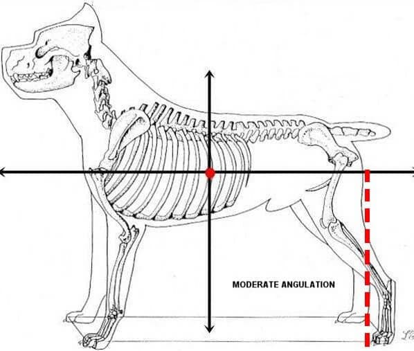 Illustration of the Cane Corso with moderate angulation.