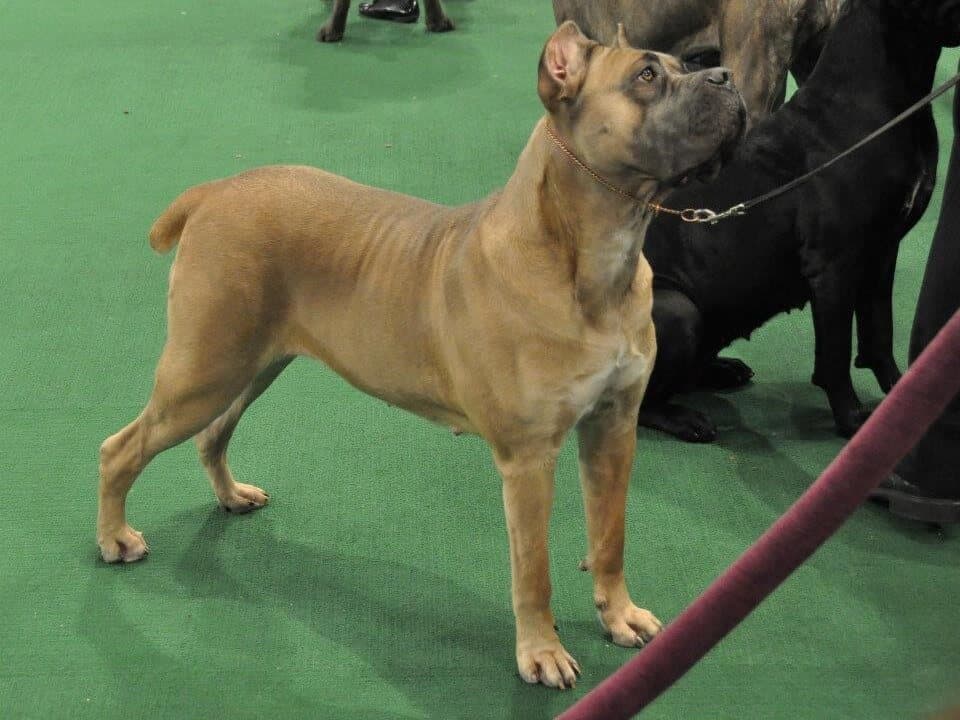 Cane Corso in the dog show ring.