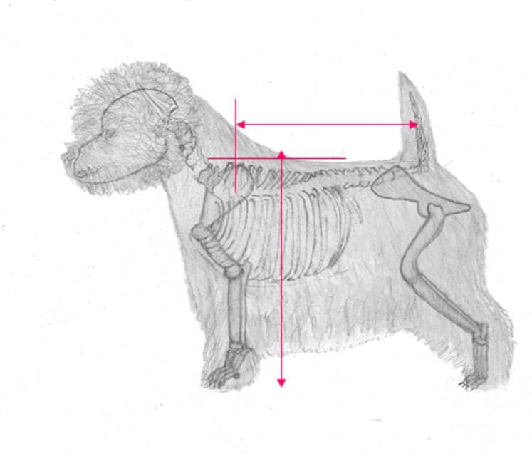 Balance Measuring slightly shorter from withers to base of tail than from withers to ground. (From our judges education presentation)