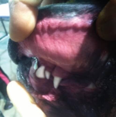 Man evaluating Boxer's bite