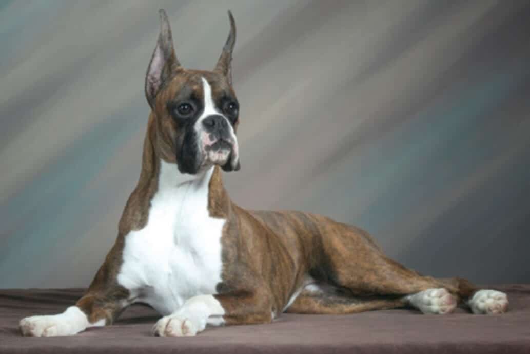 Studio photo of a Boxer dog