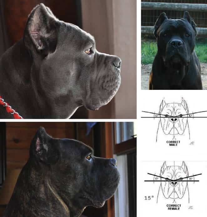 Combined photo of Cane Corso heads.