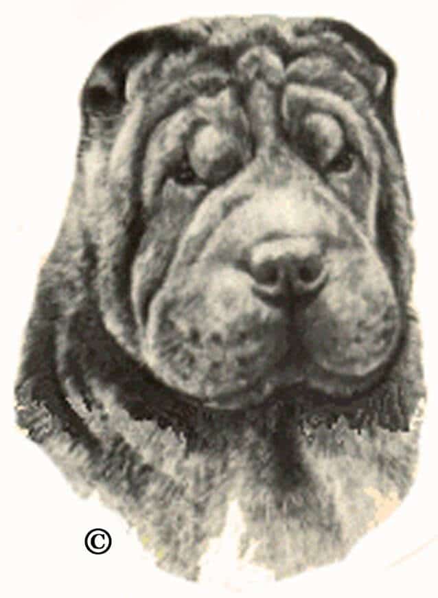 CSPCA-BrushCoatHead