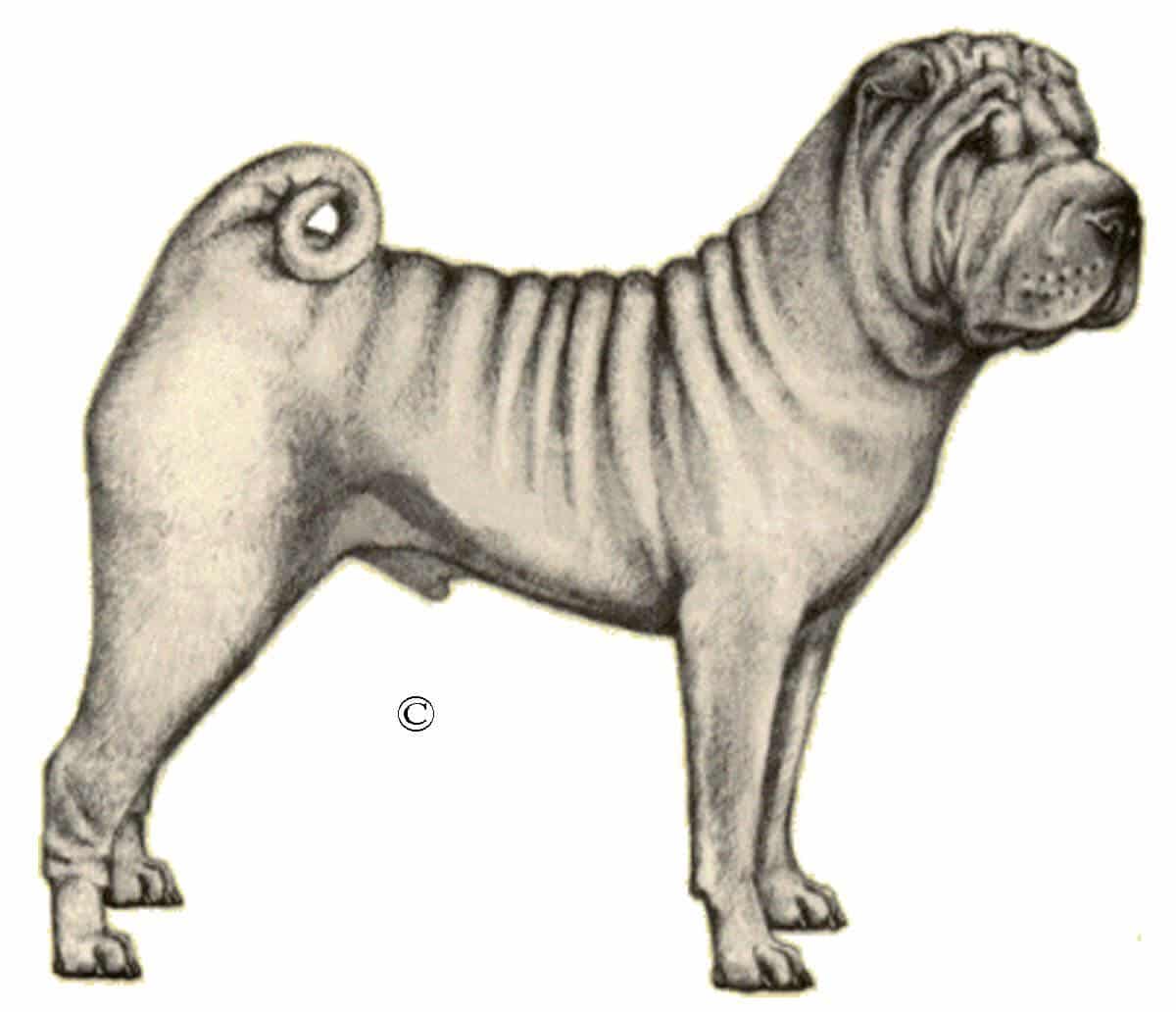 CSPCA-HorseCoat-Body