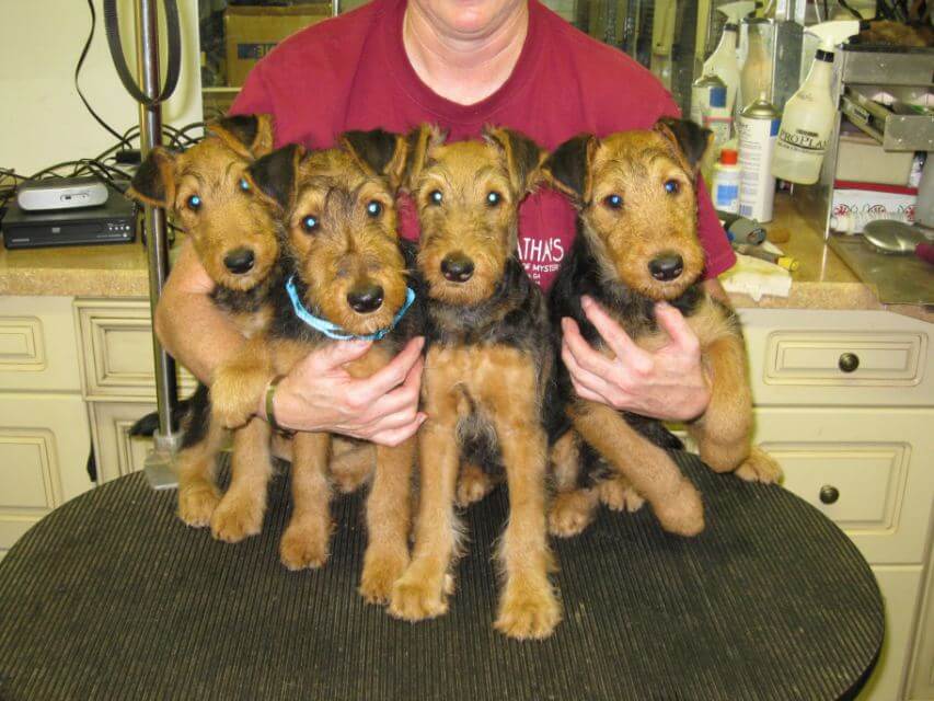 Woman hugging 4 young Airedale Terriers