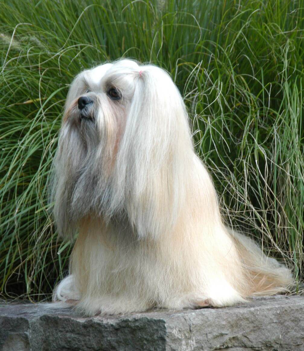 Dog on Wall (1)