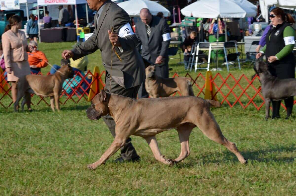 Cane Corso in the dog show ring.