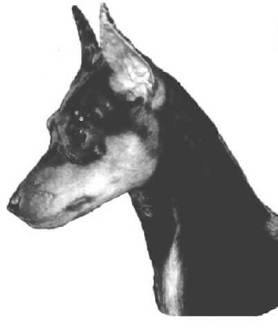 Head Black