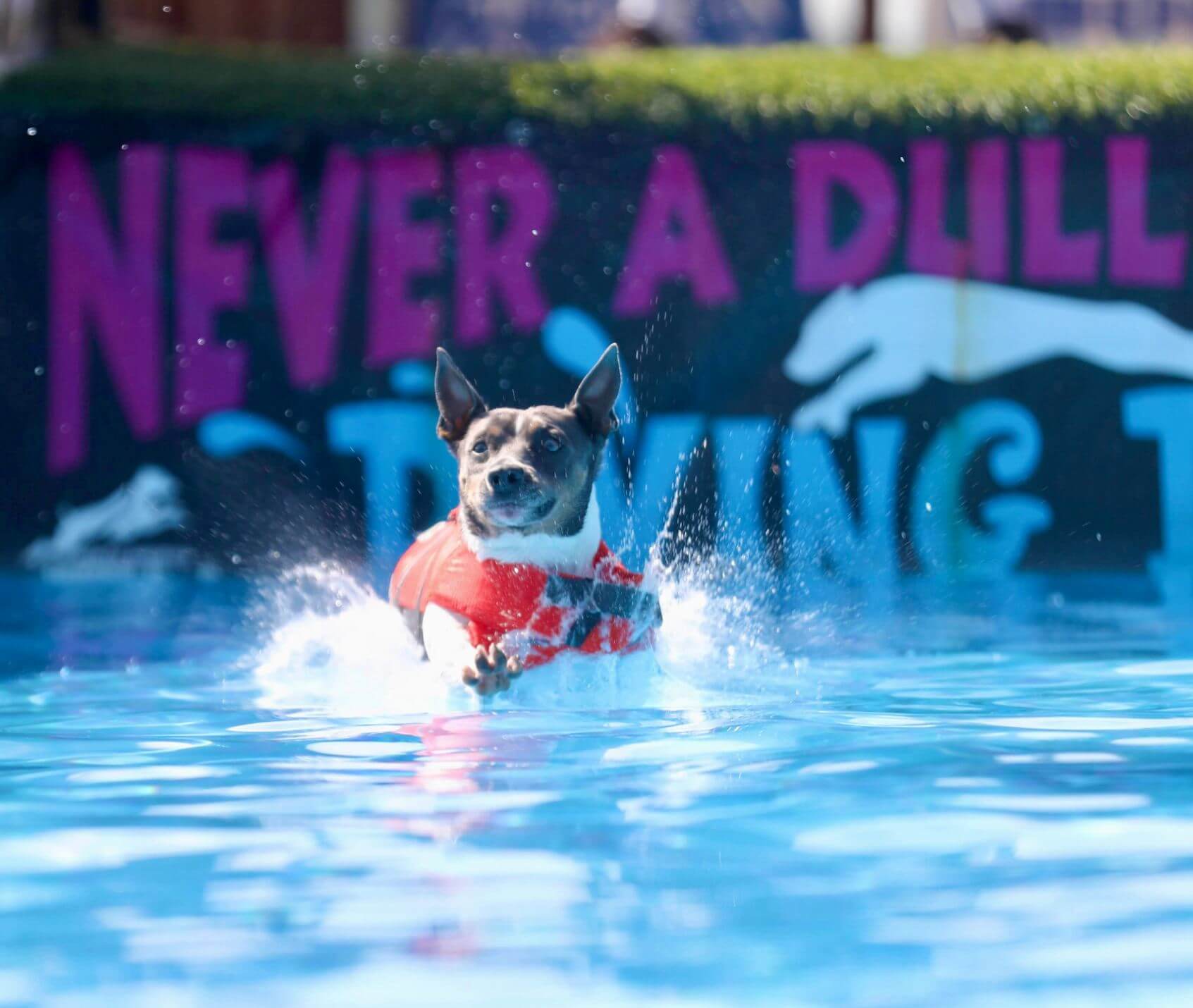 Henry DD Splash (1)