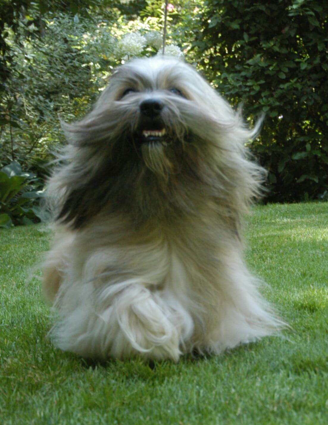 Moving Dog (1)