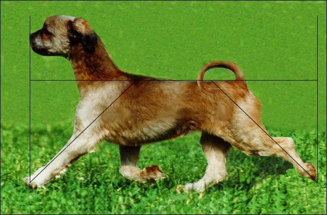Moving Dog cut Down (1)