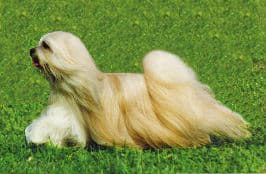 Moving dog Gold coat (1)