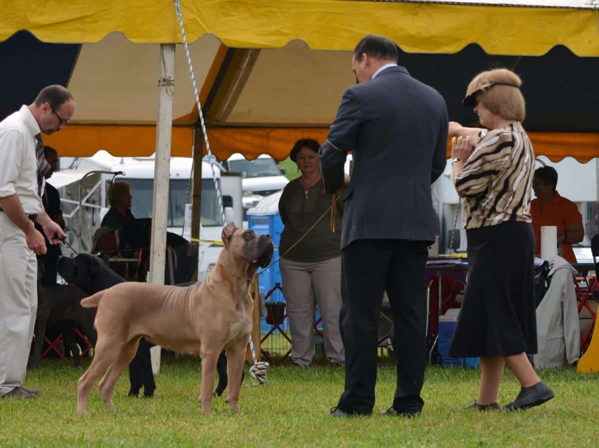 Cane Corso in the dog show ring.