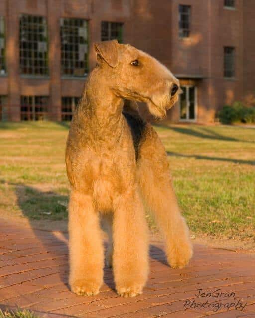 Airedale Terrier
