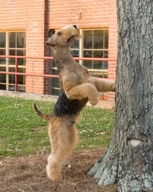Airedale Terrier