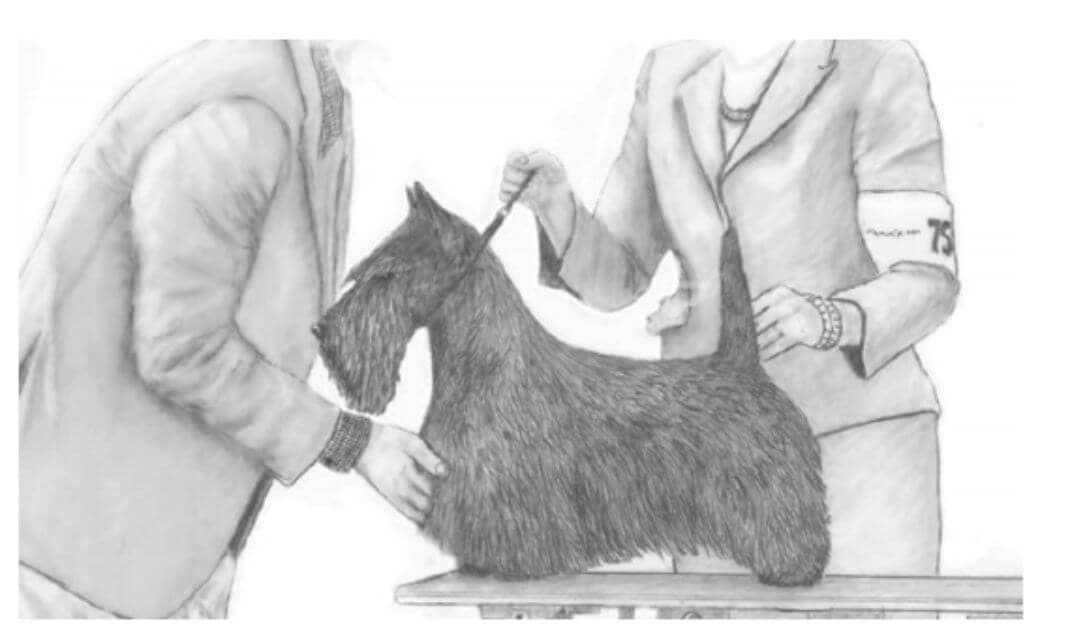 Illustration from the STCA Illustrated Guide to the Scottish Terrier.