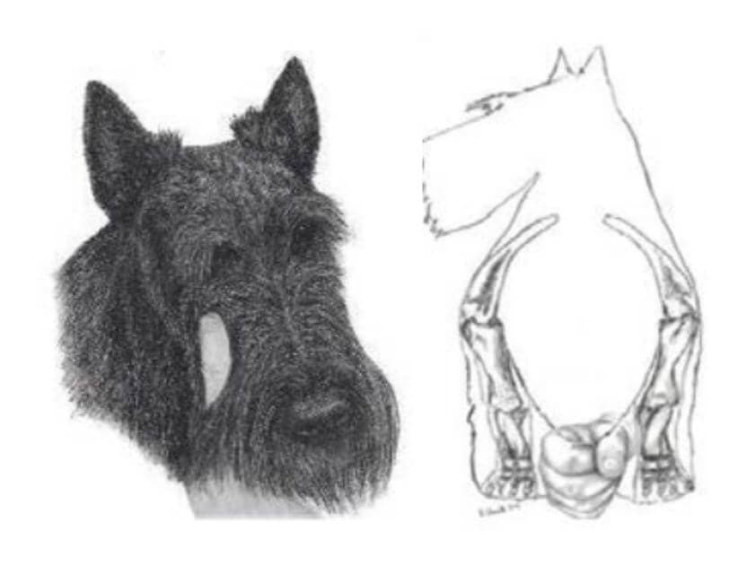 Illustration from the STCA Illustrated Guide to the Scottish Terrier.