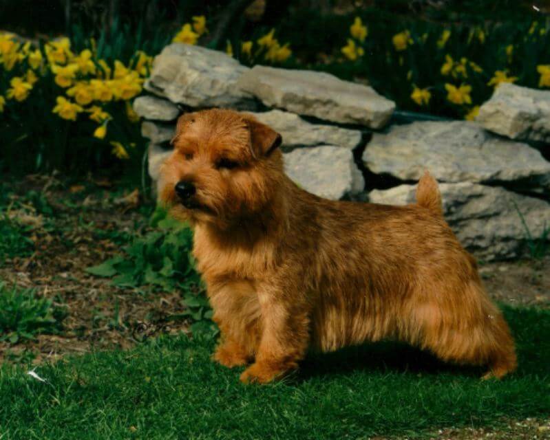 Norfolk Terrier standing outside in the yard.