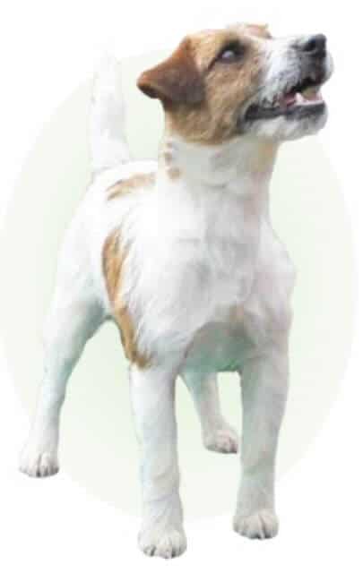 Russell Terrier