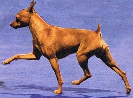 Side Gait