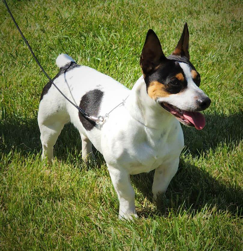 Sparky (1)