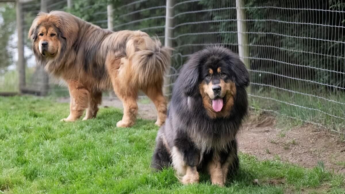 Tibetan Mastiff