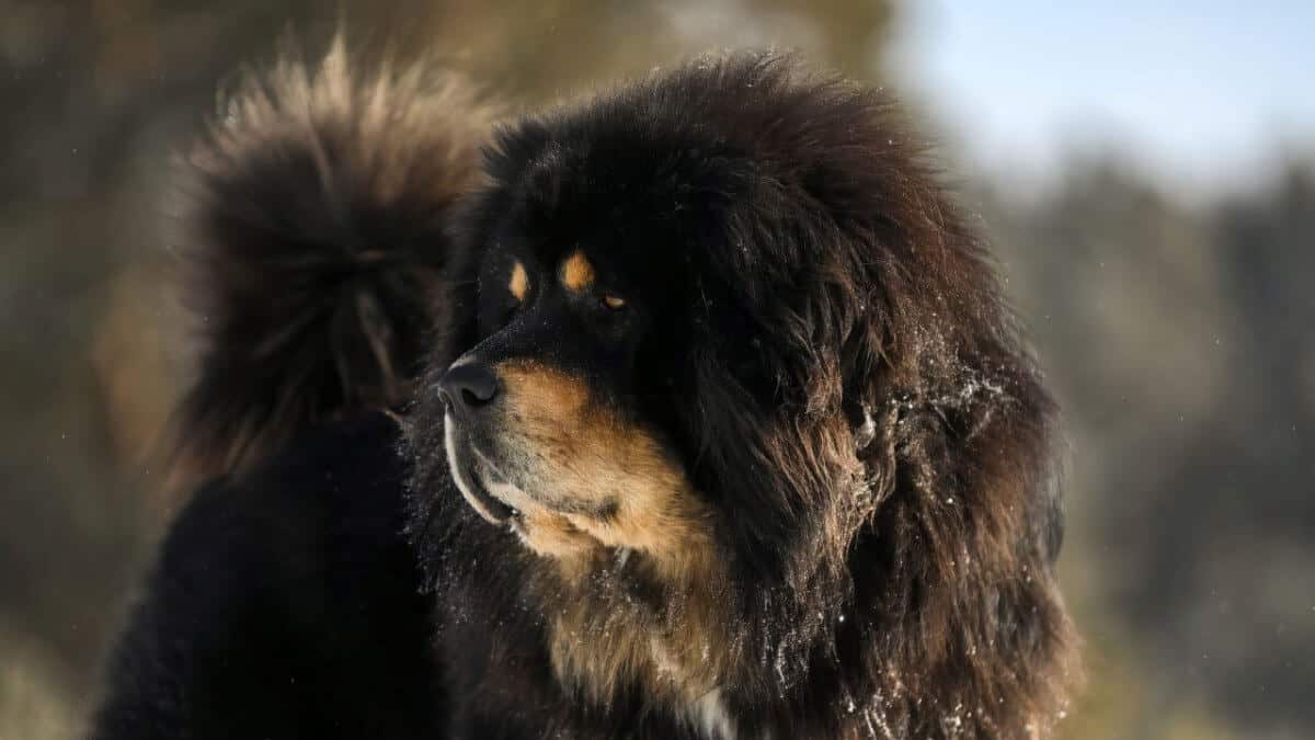 Tibetan Mastiff