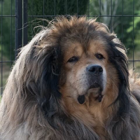 Close-up head photo of a Tibetan Mastiff.