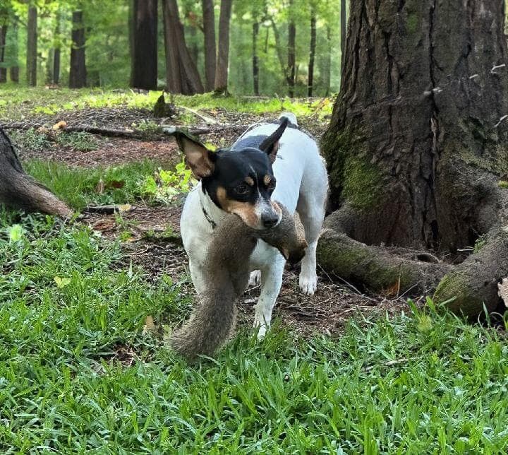 squirrel hunter forest-2 (1)