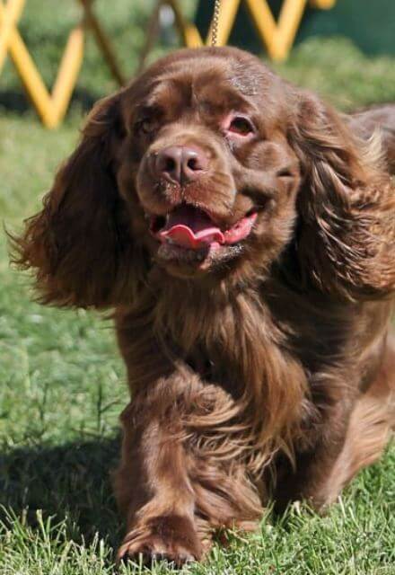 Close-up front side photo a Sussex Spaniel in a dog show ring.