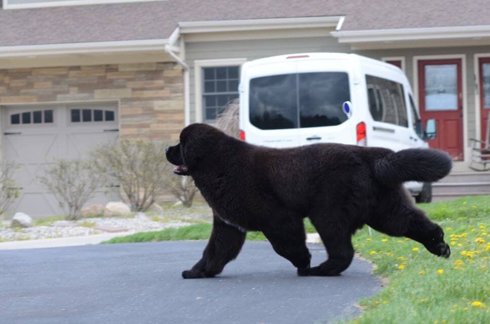 Newfoundland