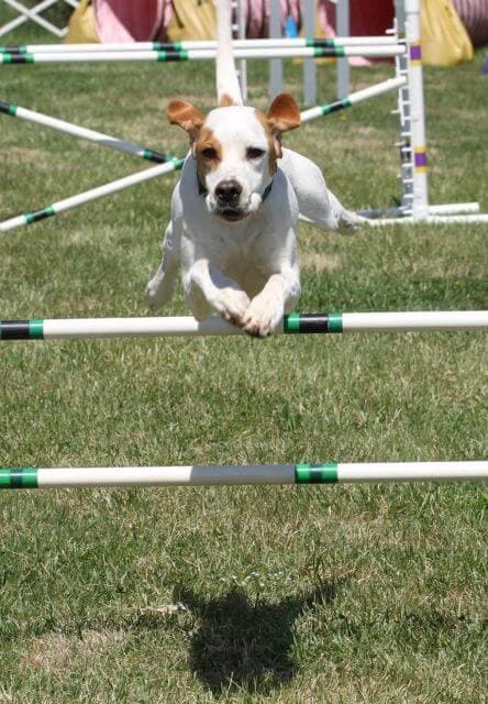 Pointer jumping over an obstacle.