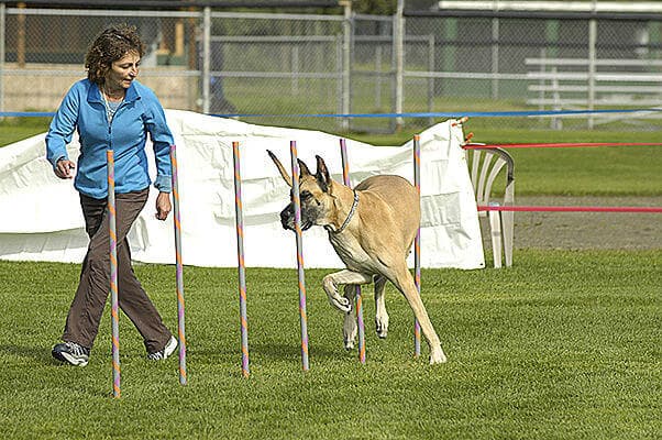 Great Dane in dog sports.