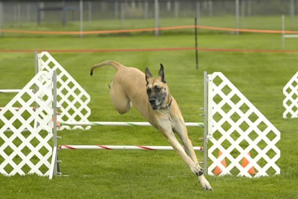 Great Dane in dog sports.