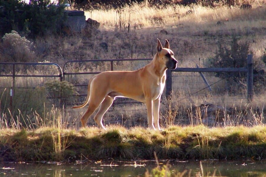 Great Dane standing on the shore of a lake.