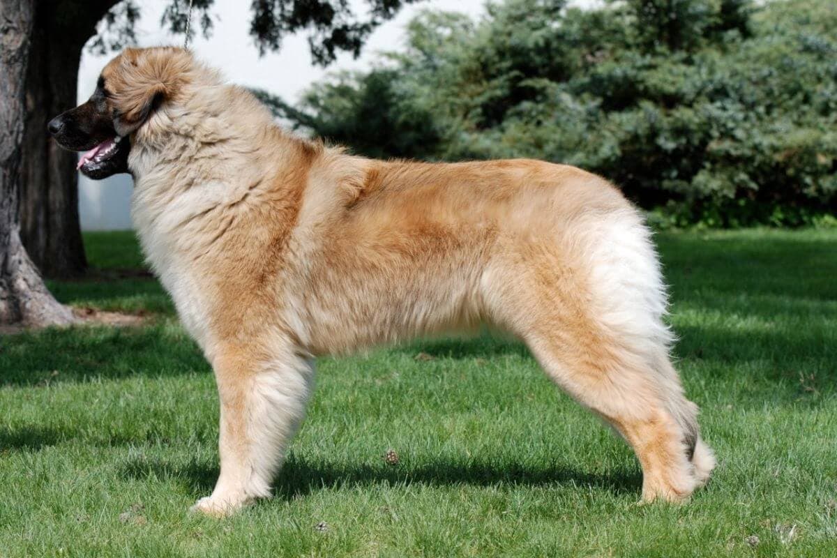 Side photo of a Leonberger standing outside in the nature.