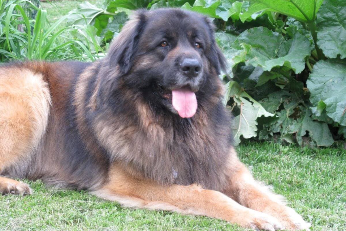 Close-up photo of a Leonberger lying on the grass.