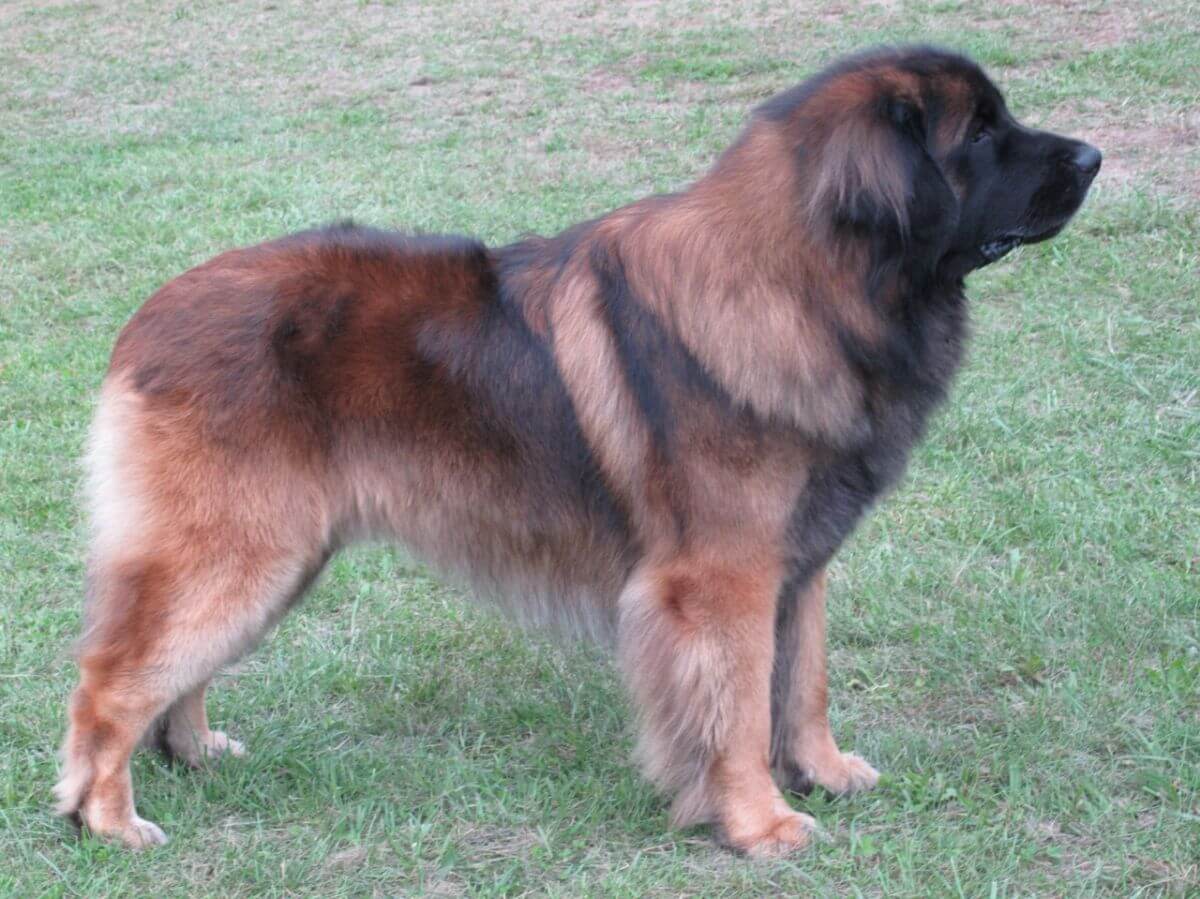Side photo of a Leonberger dog standing on the grass.