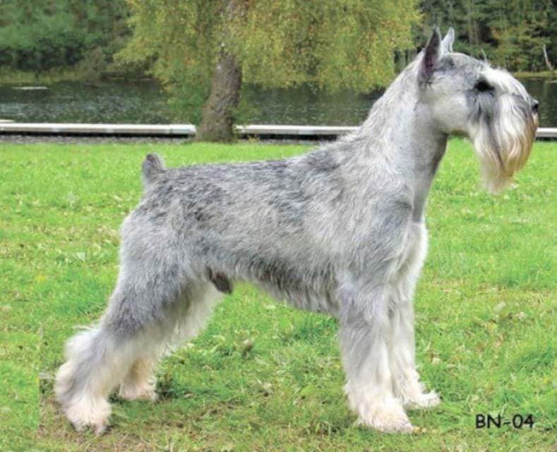 Standard Schnauzer