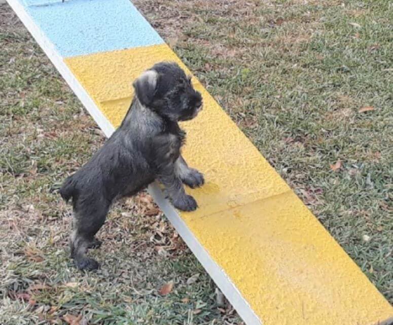 Standard Schnauzer