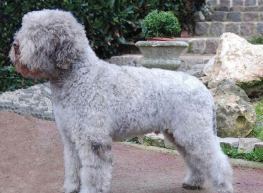 Lagotto Romagnolo