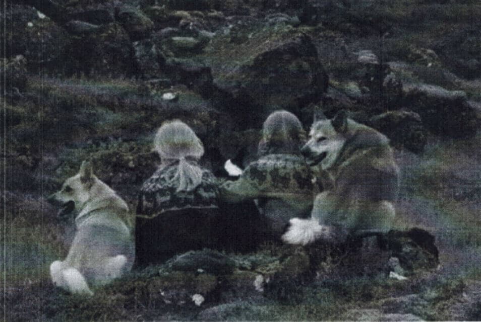 Black and white photo of an Icelandic Sheepdog