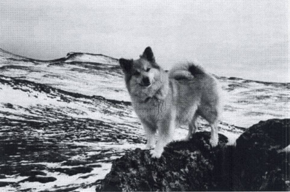 Black and white photo of an Icelandic Sheepdog