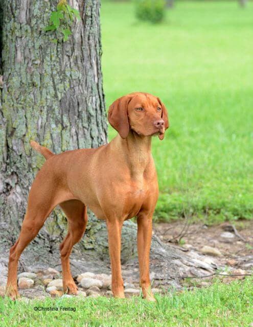 Vizsla