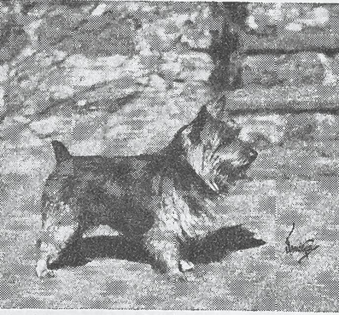 Australian Terrier