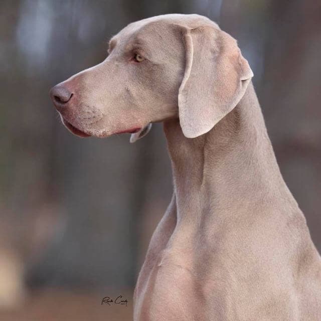 Weimaraner side profile photo.