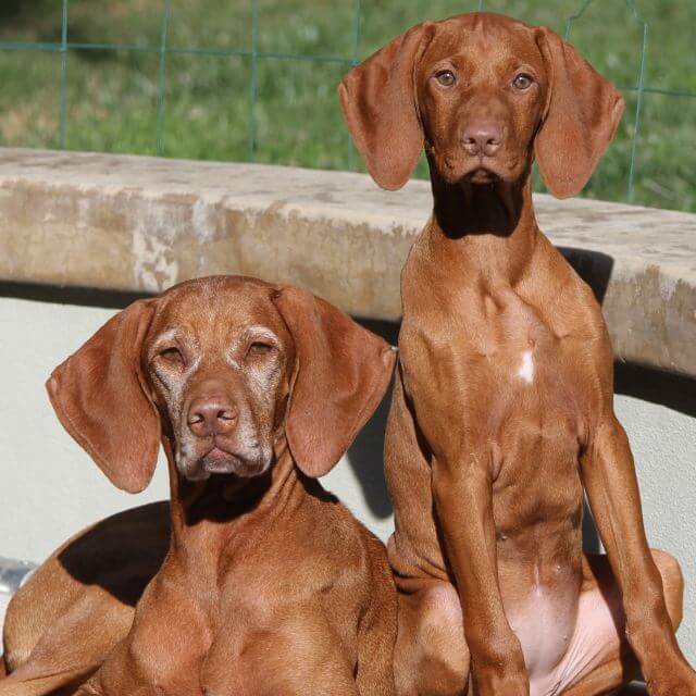 Two Vizsla dogs.